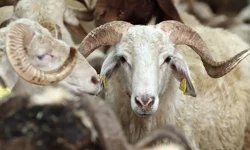 Kurban vekalet ücretleri belli oldu