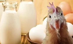 Şubatta yumurta ve süt üretimi düştü