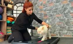 18 yaşındaki kediye fizyoterapi desteği