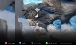 İzmir’de 33 ölü kedi soruşturmasında yeni gelişme