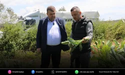 Seferihisar’da enginar hasadı başladı