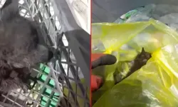 Çöpe atılan yavru kedilerden acı haber