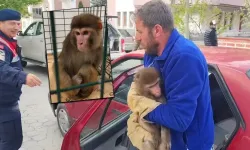 Yozgat'ta bulunan makak maymunu korumaya alındı