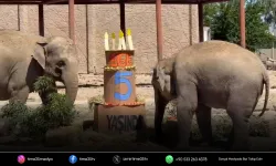 Fil ailesinin neşesi Ege 5 yaşına girdi