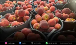 Dalında bereket: Şeftali üretiminde yüzde 90 artış