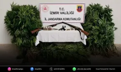 İzmir'de ormanda kenevir yetiştiren şüpheli tutuklandı