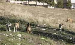 Ankara’da 52 bin sokak hayvanı toplandı