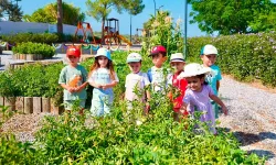 Didim'de çocuklar hasat deneyimi yaşadı