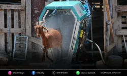 Küçükbaş üreticisinin günler süren işi dakikalara indi