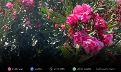 Tadını merak ettiği çiçek az daha canından ediyordu