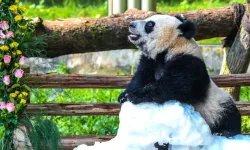 188 gram doğdu, 36,5 kiloya ulaştı! Wang Shu 1 yaşında