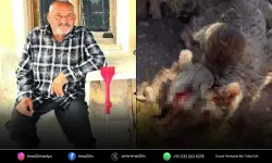 Ölümcül saldırının ardından ayı vurularak öldürüldü