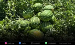 Torbalı'da karpuz hasadı başladı