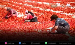 Büyükşehir’den sahada “Kırmızı Altın” mesaisi
