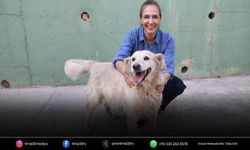 Karşıyaka’da 282 köpek yeni ailesini bekliyor