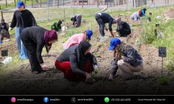 Mahalle bostanlarında yaz hasadı: Kadınların emeği sofralarda