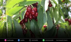 Kiraz ihracatında 2025 yılının yaraları sarıldı