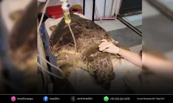 Kıyıya vuran caretta 'Enver' hayata tutundu