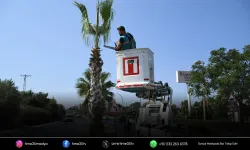 Kuşadası çevreyolunda palmiye ağaçlarına kapsamlı bakım