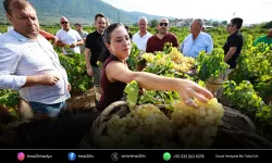 Gökçealan coğrafi işaretli Osmancık üzümü ile şenlendi