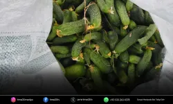 Ödemiş salatalığında güz hasadı