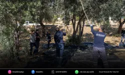 Bornova’da zeytinler dayanışmaya dönüşüyor