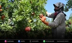 Hicaz narında hasat dönemi başladı