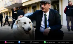 Ömer Eşki’den 83 köpek için açıklama: Sağlık durumları iyi