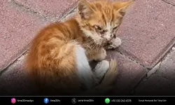 Torbalı’da hayvanseverlerden belediyeye teşekkür