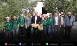 Urla'da Zeytin ve Sanat Festivali başlıyor