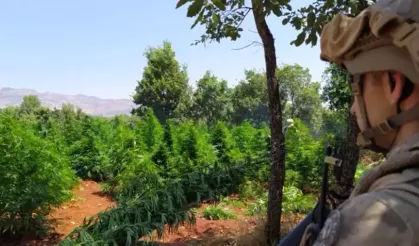 Diyarbakır'da 12 milyon 389 bin kök kenevir ele geçirildi