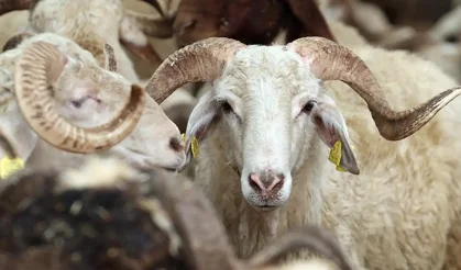 Kurban vekalet ücretleri belli oldu