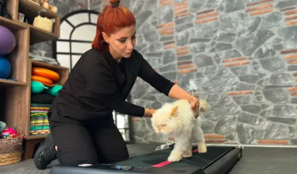 18 yaşındaki kediye fizyoterapi desteği