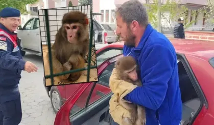 Yozgat'ta bulunan makak maymunu korumaya alındı
