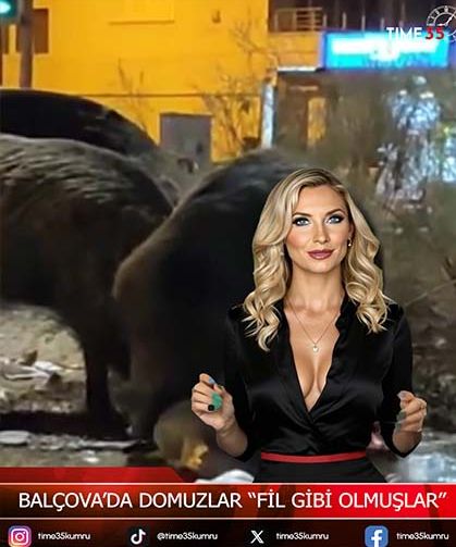 “Fil Gibi Olmuşlar” Balçova’da Domuzlar Vatandaşları Korkuttu