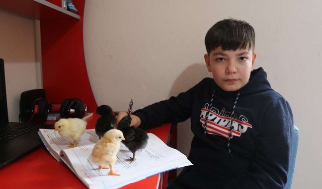 11 yaşındaki Yusuf kendi yaptığı kuluçkayla civciv üretiyor
