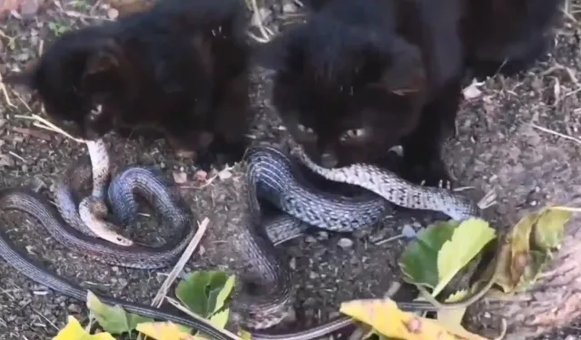 Yavru kedi, 2 metrelik yılanı yakalayıp böyle yedi