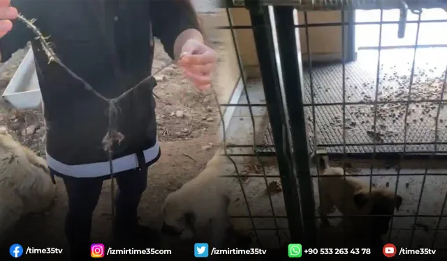 Kan donduran vahşet: Barınakta aç kalan köpekler birbirlerini yedi