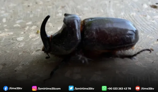 Dünyanın en güçlü böceği Manisa’da bulundu