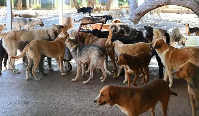 Valilik duyurdu: Sahipsiz hayvanlar toplanacak