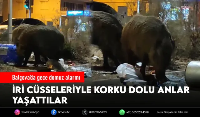 Fil gibi domuzlar sosyal medyada gündem oldu