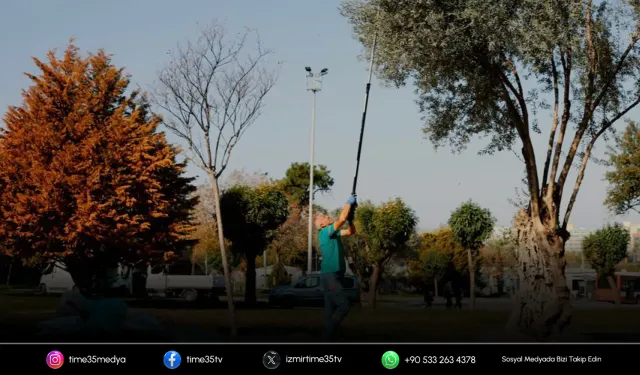 Balçova’nın zeytinleri halkın sofrasına dönüyor