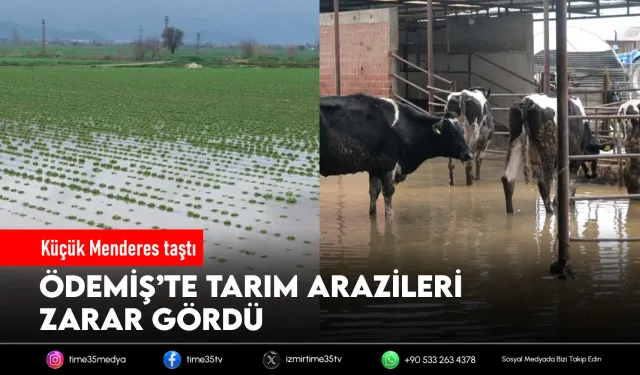 Küçük Menderes çiftçiyi bir kez daha vurdu