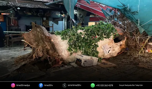 İzmir'de sağanak; asırlık ağaç devrildi