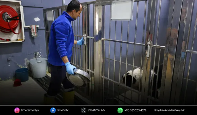 Buca’nın can dostlarına “beş yıldızlı” bakım