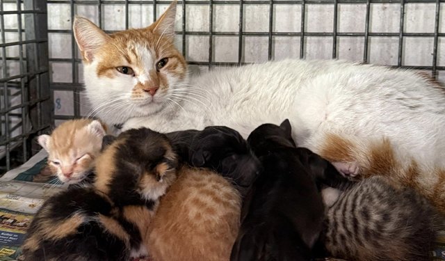 Gebe köpek öldü, yavrulara anne kedi sahip çıktı