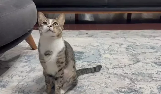 Kedinin midesinden vantuz çıktı