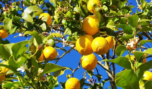 Limon ithalatında yeni vergi oranı açıklandı