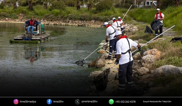 Deniz marulunun nedeni Gediz kirliliği