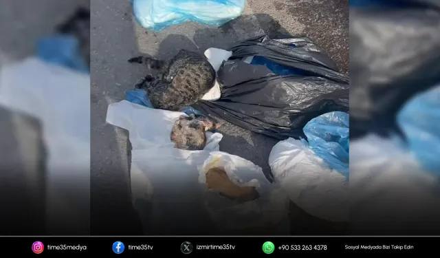 İzmir’de 33 ölü kedi soruşturmasında yeni gelişme